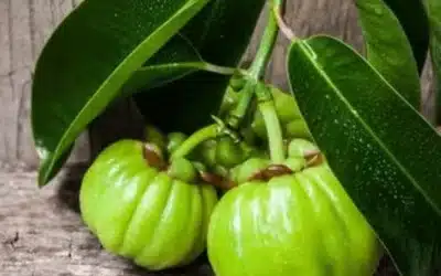 TUDO SOBRE GARCINIA CAMBOGIA!