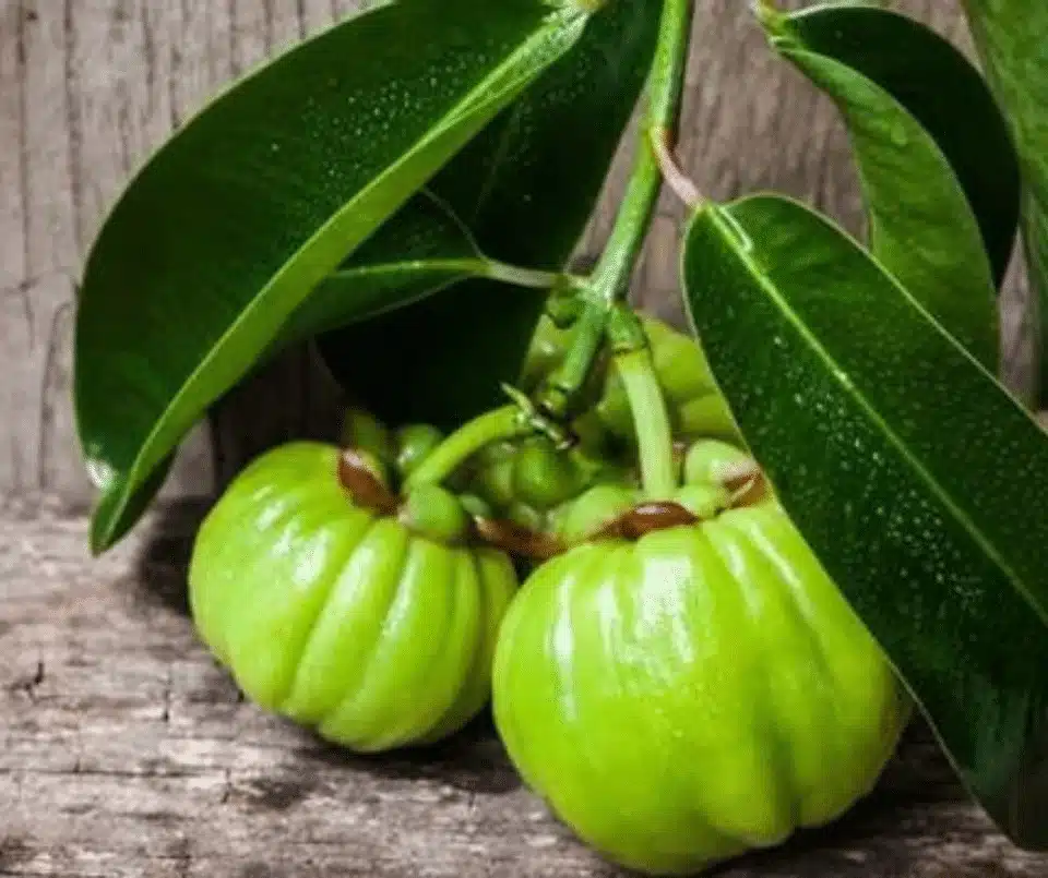 GARCINIA CAMBOGIA